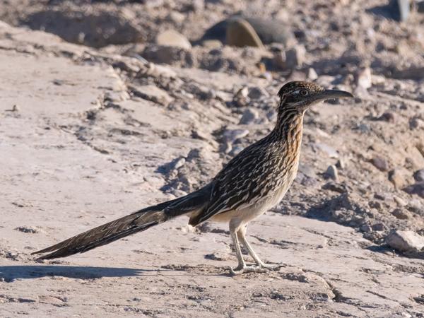 <h3><a href="/trips/Tucson_2023/biota/animalia/chordata/aves/030 cuculiformes/001 cuculidae/geococcyx californianus/geococcyx californianus-nl.html">Geococcyx&nbsp;californianus</a> / Greater&nbsp;roadrunner / Grote&nbsp;renkoekoek</h3><p>De roadrunner is een vogel die echt bij de Sonoran Desert hoort.  Zo als zijn naam zegt, rent hij liever dan dat hij vliegt.</p>OM-1 met M.300mm F4.0 + MC-14, 1/2500 sec  bij F5.6, ISO 500, afstand 33.3&nbsp;m